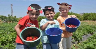 İzmir'i çilek kokusu saracak