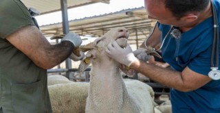 Karşıyaka, Kurban Bayramı’na hazır