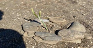 Kum zambakları Badembükü’nde çiçek açtı