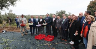 Zeytin Hasat Şenliği Aliağa’yı buluşturdu