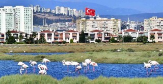 Flamingolar İzmirlileri büyülüyor