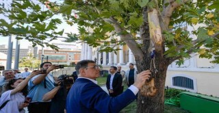 Kemeraltı girişinde devrilen çınar ağacı yerine yenisi dikildi