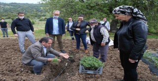Yamanlar domatesinin dönüş yolculuğu başladı