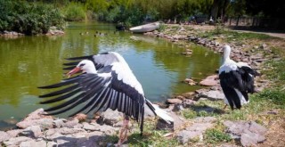 Doğal Yaşam Parkı'nda tedavi edilen leylekler doğaya bırakıldı