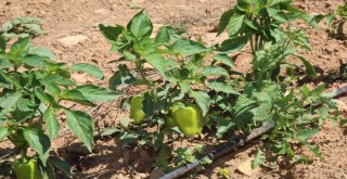 Buca’nın tarımsal kalkınma projesi filizlendi