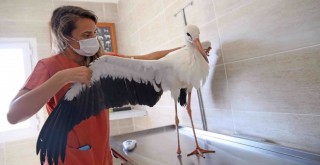Karşıyaka'da yaralı bulunan leylek koruma altında