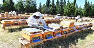 ''Bal ormanı'' kuruldu sıra markalaşmada