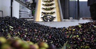 Kemalpaşa zeytinyağı fabrikası doludizgin