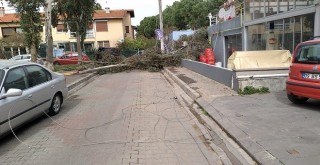Ağaç kırıldı, şans eseri kimse yoktu!.