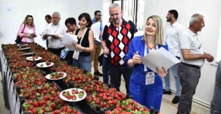 Emiralem Çilek Festivali'ne rekor katılım