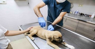 Satın almayın, sahiplenin