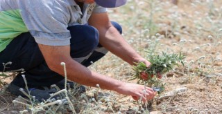 Buca Belediyesi adaçayı ihraç edecek