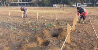 Kum zambakları koruma altında