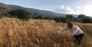 Beydağ’da Karakılçık Buğdayı hasadı