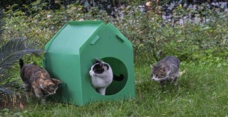 Başkan Tugay söz verdi, kediler sıcak yuvalarına kavuştu