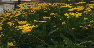 Karşıyaka Çiçek Pazarı'nın yeri ve tarihi değişti