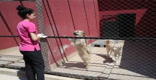 Sahipsiz can dostlar yuva arıyor