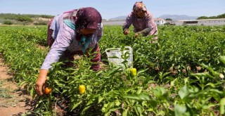 Buca’da üreticinin ilk hasat coşkusu