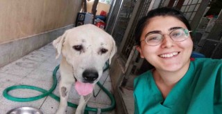 Umut kesilen köpek hayata döndürüldü