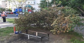 Kedi yuvasının yakılmasıyla ilgili bir kişi gözaltına alındı