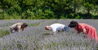 Başkan Tunç Soyer Seferihisar’daki ilk lavanta hasadına katıldı