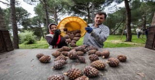 İzmir Büyükşehir fıstık çamı için yeniden kolları sıvadı