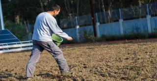 Kuraklığa ve susuzluğa dayanıklı yem bitkileri üretiliyor