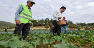 Bucalı çiftçilerden kış sezonunun ilk hasadı
