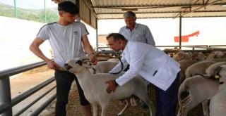 Karşıyaka’nın kurban pazarında hazırlıklar tamam