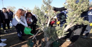 Karşıyaka’da zeytin fidanları toprakla buluştu