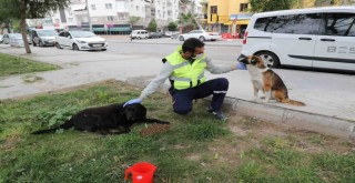 Sokak hayvanları için ''bir kap su'' kampanyası