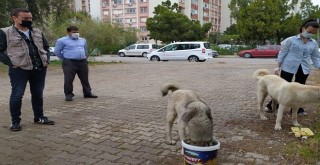 Tarım ve Orman Müdürlüğü sokak hayvanlarını unutmadı