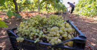 Buca’da bağ bozumu zamanı