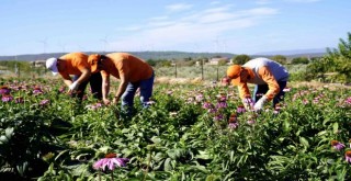 Seferihisar’da ekinezya hasadı heyecanı