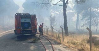 Bergama'da orman yangını...