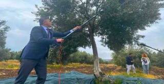 Aliağa 3. Zeytin Hasat Şenliği'nde buluşuyor