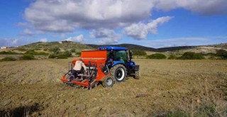 Çeşme'de karakılçık buğdayı üretimi devam ediyor