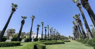 Kültürpark’ın palmiyeleri güvende