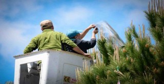 Çam fıstığındaki verim düşüklüğüne 10 proje ile çözüm aranıyor