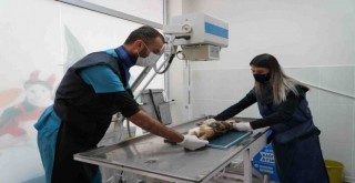 Çeşme Belediyesi sokak hayvanlarını koruyor ve tedavi ediyor