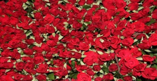 Sevgililerin Gülleri Menderes’ten