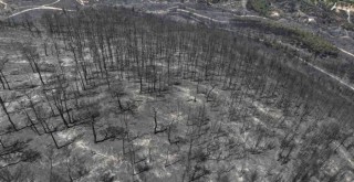 İzmir'de son üç günde yaklaşık 10 bin hektarlık alan küle döndü