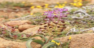 Muğla sümbülü  bilim dünyasına kazandırıldı