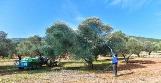 Zeytinde hastalık bitti verim arttı