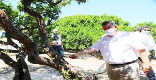 Çeşme sakız üretiminde Sakız Adası’na rakip oluyor