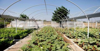 Bornova Bamyası’na coğrafi tescil