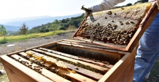 Bornova'da bal hasadı