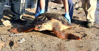 Bostanlı sahilinde caretta caretta alarmı