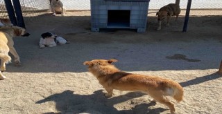 O köpekler AHBAP'a emanet