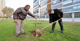 Karşıyaka, meyve bahçeleriyle donatılacak